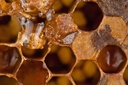 Propolis Wabe