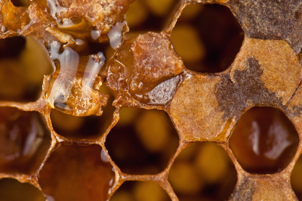Rohstoff_Propolis